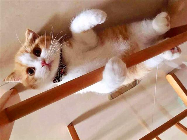 黄狸其实也是橘猫，相比宠物大橘而言，它更适合我们中国人