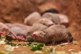 最丑哺乳动物的生存秘籍：它们在地下洞穴挤作一团，竟是因为……呼吸新鲜空气会疯掉？图片