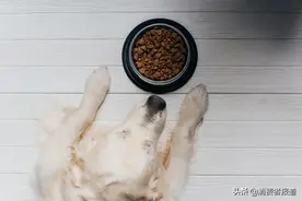 15款狗粮测试：豆柴、伯纳天纯重金属铅较多，力狼含呕吐毒素图片