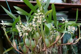 长在石头上，果像冬枣，俗称“石仙桃”若见到挖回家100元3斤图片