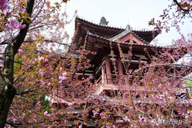 青龙寺樱园，终于回来了图片