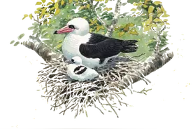 爱鸟的最佳方式，是给予它们距离图片