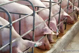 养母猪（销售仔猪）与自繁自养猪场极限降低饲料成本的有效途径图片