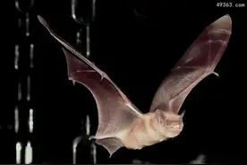 十大携带病毒动物，蝙蝠病毒量最多且没有营养图片