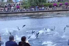 罕见！云南大理出现鱼腾奇观 大量鱼儿争相跃出水面视频封面