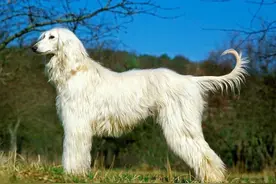 阿富汗犬，深受国外明星模特喜爱，为何被我国列为禁养犬？图片