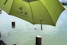 可惜！小伙东江钓了条大青鱼，有人3000预定，结果人没到鱼就死了图片