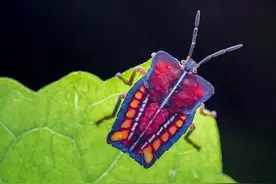 蛤蟆一口吞下打屁虫，下一秒，痛苦到怀疑“人生”图片