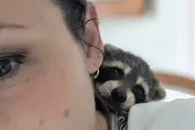 老奶奶亲手喂大的小浣熊，被放回野外后，连续3年回家看望奶奶图片