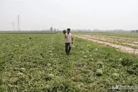 刚成熟却遇冰雹，果农来不及采收，满地果子已开裂，一季白搭图片