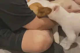 柯基寄养两天后扑主人怀里委屈哭了图片