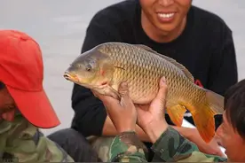 为什么黄河鲤鱼价格高，长江鲤鱼却很便宜？南方人不吃鲤鱼？图片