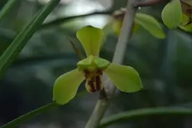 每日一品～中国兰花～蕙兰名品～长寿梅图片