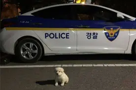 有困难找警察？狗狗蹲在警局门口被收养成“警犬”，一年后大变样图片