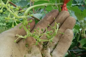 果树落果很严重，除天药肥外，导致果树落花落果和“它”也有关图片