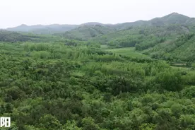 花开朝阳满山坡图片
