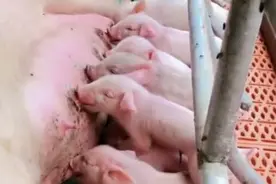 罕见！临河一母猪不到一个月两次分娩25只小猪图片