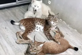 6只哈士奇带大两只猞猁，长大后“狗里狗气”，都被带偏了图片