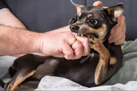 为什么越小的狗，就越嚣张？原因有几个图片