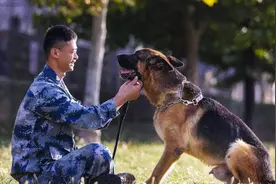 1993年，功勋军犬为拍戏被故意炸死，老兵痛哭，导演却高呼太好了图片