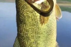 男子钓起一条大鲈鱼，鱼鳃里却钻出一条“蛇形生物”，吞下去的？图片