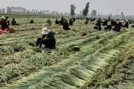 农民把未成熟麦子制成“工艺品”出售，是合法经营还是违犯承包法图片