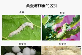 没人比我更懂真丝，大众对真丝的5大误解图片