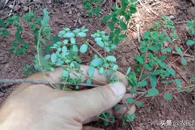 地锦草农民很喜欢，你认识它吗？在生活中能帮助你图片