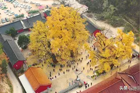 河南最美的银杏树，藏于深山古寺中，没门票还提供免费素斋图片