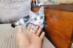 袁隆平收养袁花花现场照片曝光？揭秘杭州四色超级水稻绘院士画像图片