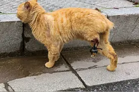 流浪橘猫艰难爬着台阶，上前看清后心都碎了：这应该很疼吧？图片