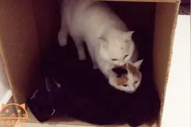 猫咪打架了，还咬着脖子不放