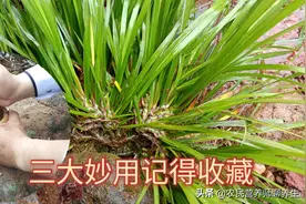 农村小溪石头上的“草”，总结出三大妙用给大家，记得收藏图片