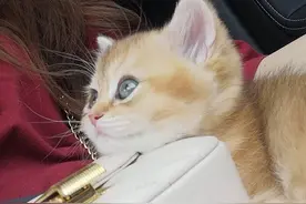 分享个人育喵手册，欢迎一起交流图片