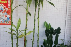 花盆里的蜗牛是什么品种？图片