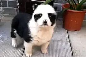 土狗意外怀孕，生了个独生子，模样跟大熊猫撞形了，身价飙升图片