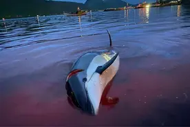 童话王国的大屠杀：1428头海豚血流成海！整个世界再次哭泣图片