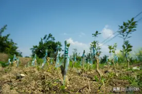 果树嫁接分3季，有3法，掌握这些技术要点，成活率高图片