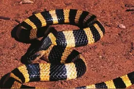 金环蛇：有毒无毒傻傻分不清楚？其实是银环蛇的“孪生兄弟”图片