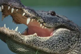 体长3.7米，体重229公斤巨型鳄鱼吃掉一美国男子，数周后被抓获图片