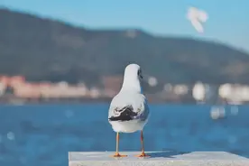 海埂大坝是昆明看海鸥的一个不错选择，是拍照的圣地吧图片
