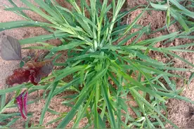 农民看了就想拔掉的牛筋草，其实价值很高，摘点回家煮水喝图片