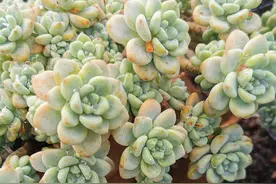 多肉植物劳尔爆盆后，太壮观了图片