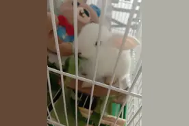 兔子为什么不睡觉觉呢？图片