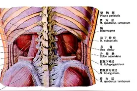 泌尿系统解剖图谱全部汇总在这里了！看完记得收藏图片
