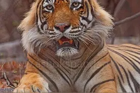 印度的传奇虎王：作为一只暴力野兽，连自己的亲祖母都敢欺负图片