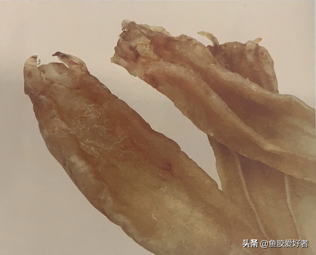 小北海花胶 2026年北海花胶哪里买正宗