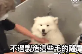 没事儿别给萨摩梳毛，因为一不小心就…梳出另一只狗！图片