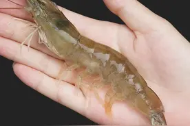 同样都是虾，明虾、基围虾和白对虾有何区别？建议先弄明白了再买图片