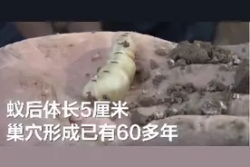 “蚁后”体长5厘米！湖北挖出60多年的蚁穴，蚁王蚁后共同现身图片